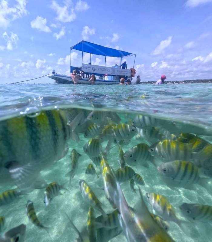 Cardume de peixes nas Piscinas Naturais do Seixas durante passeio de barco em João Pessoa